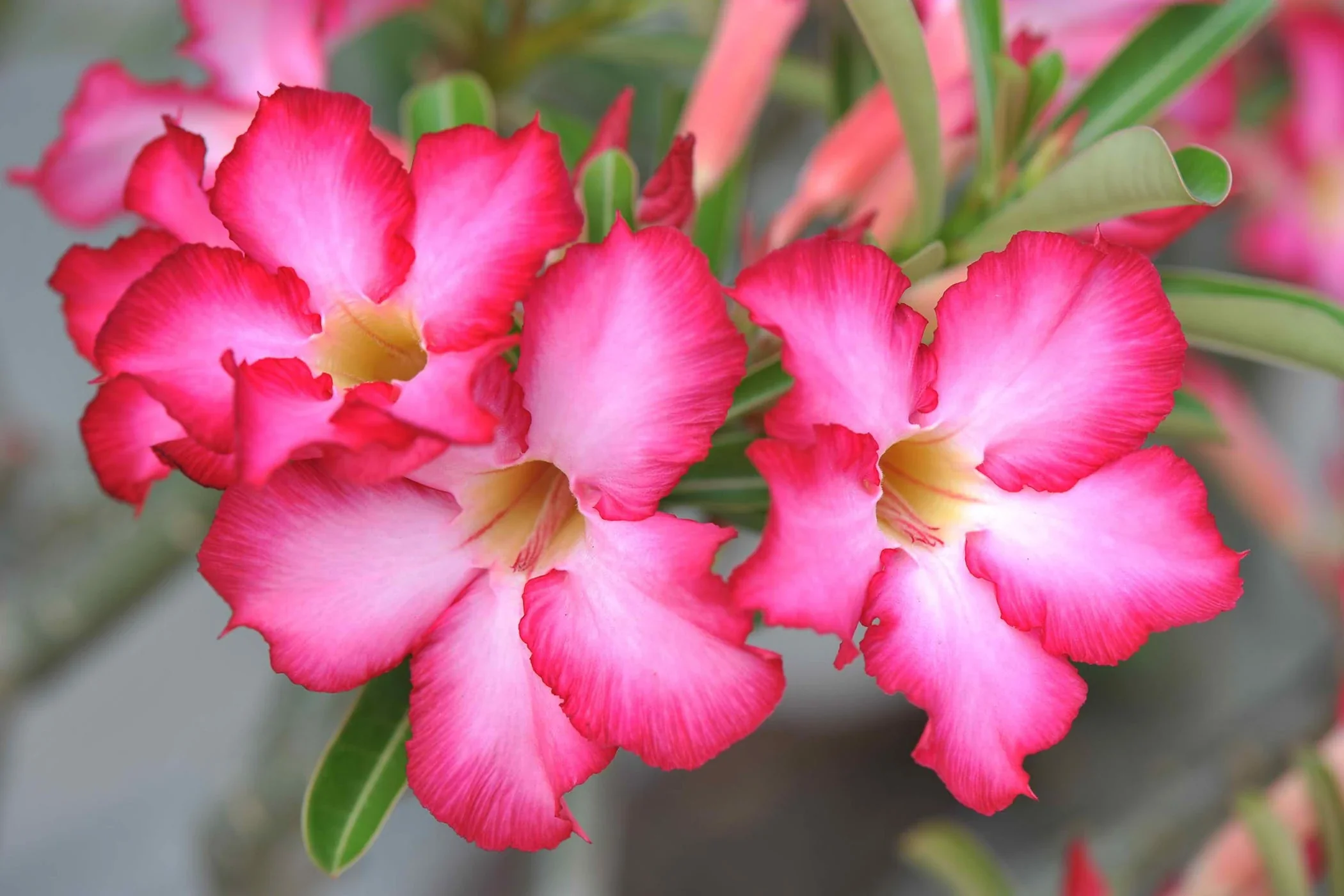 Adenium