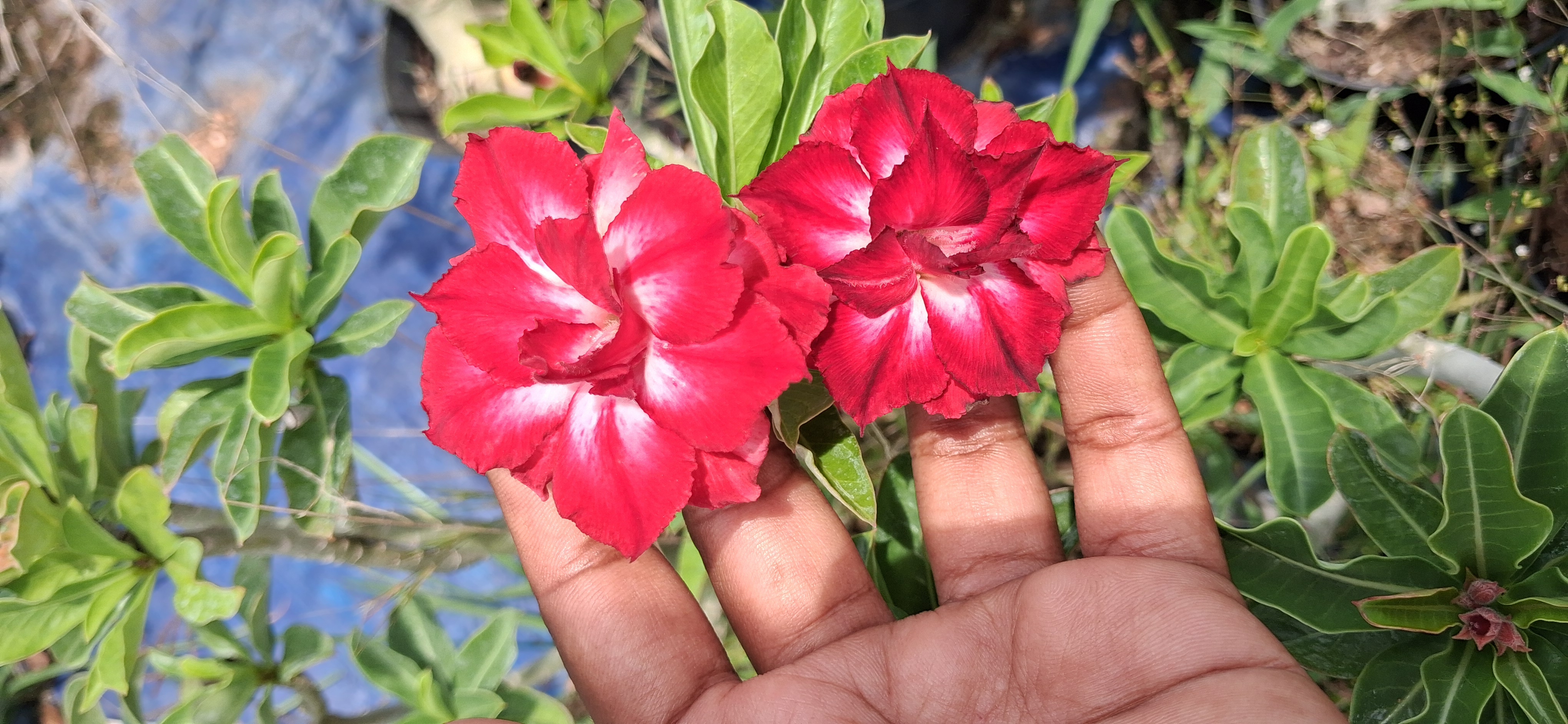 Adenium