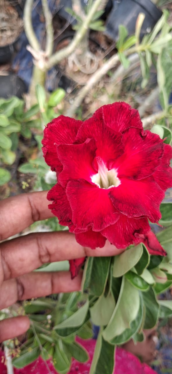 Adenium