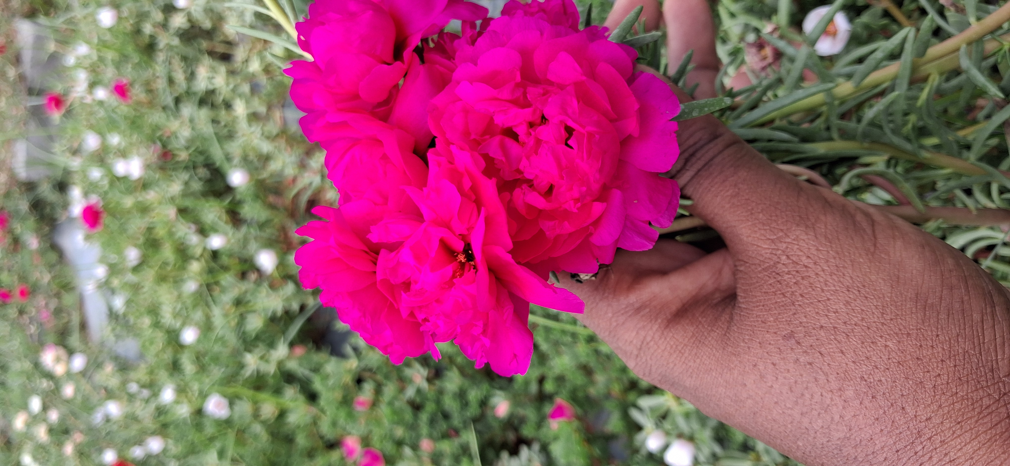 Table Rose