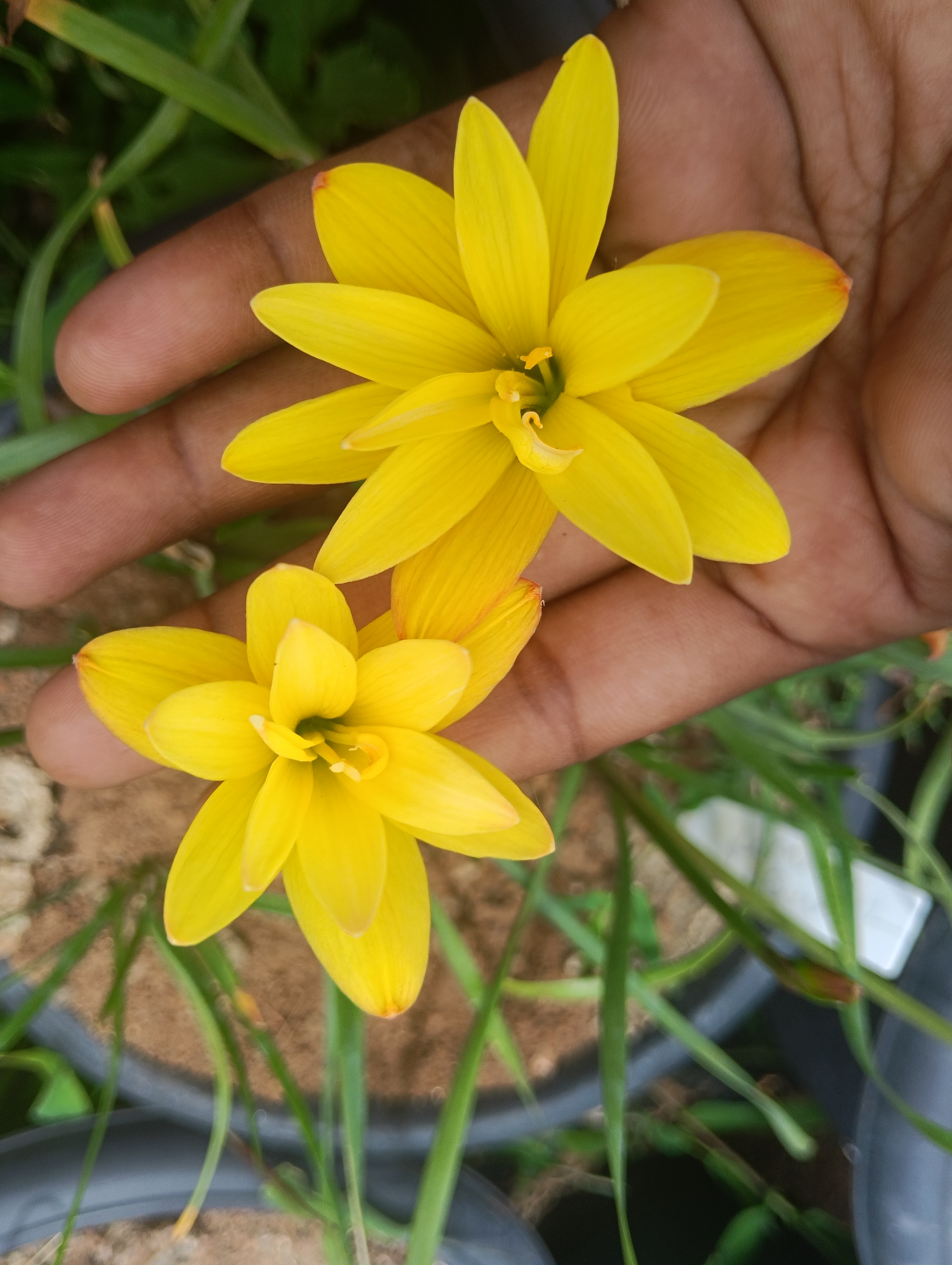 Lemon quartz