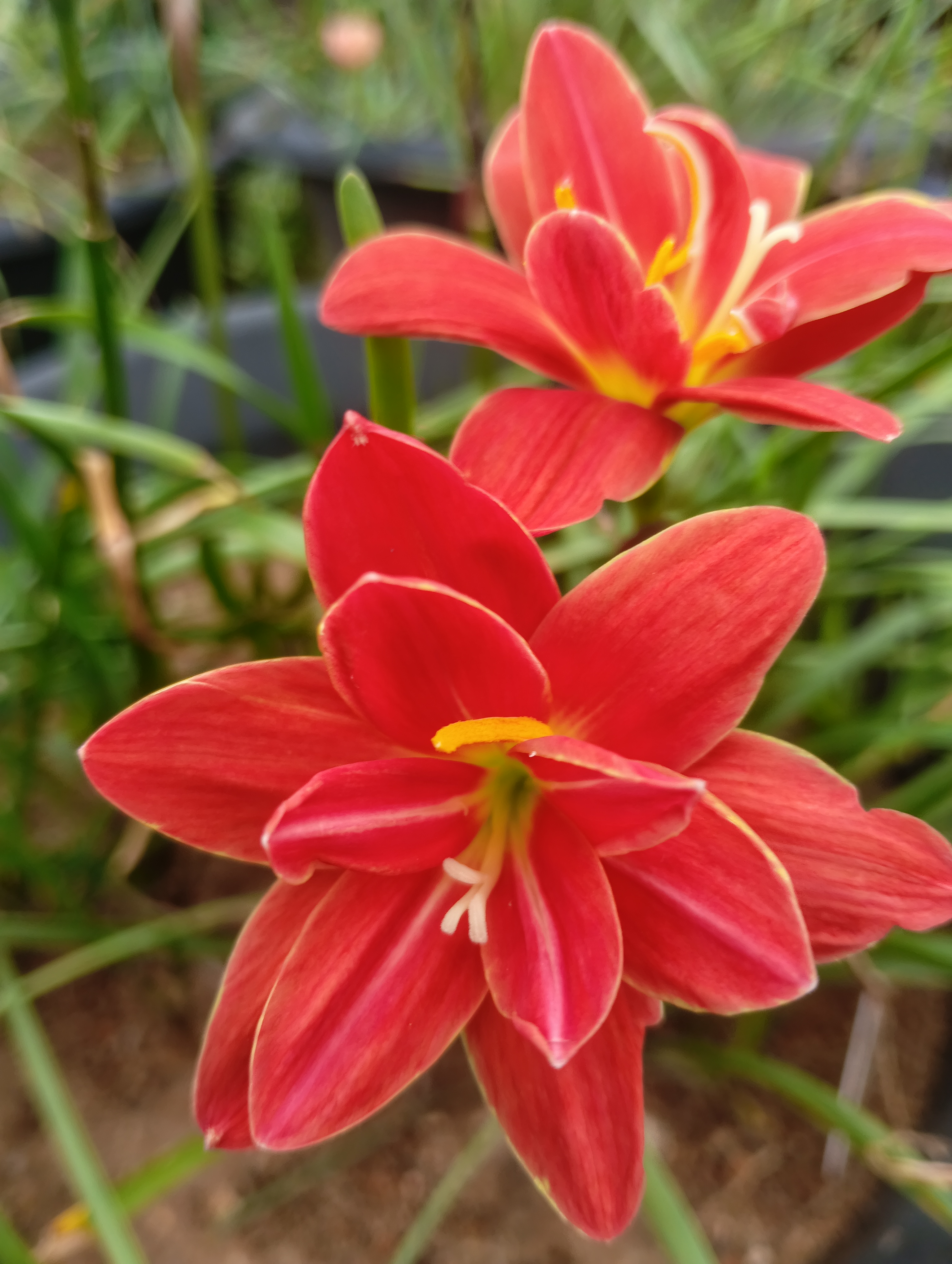 Rain Lilies