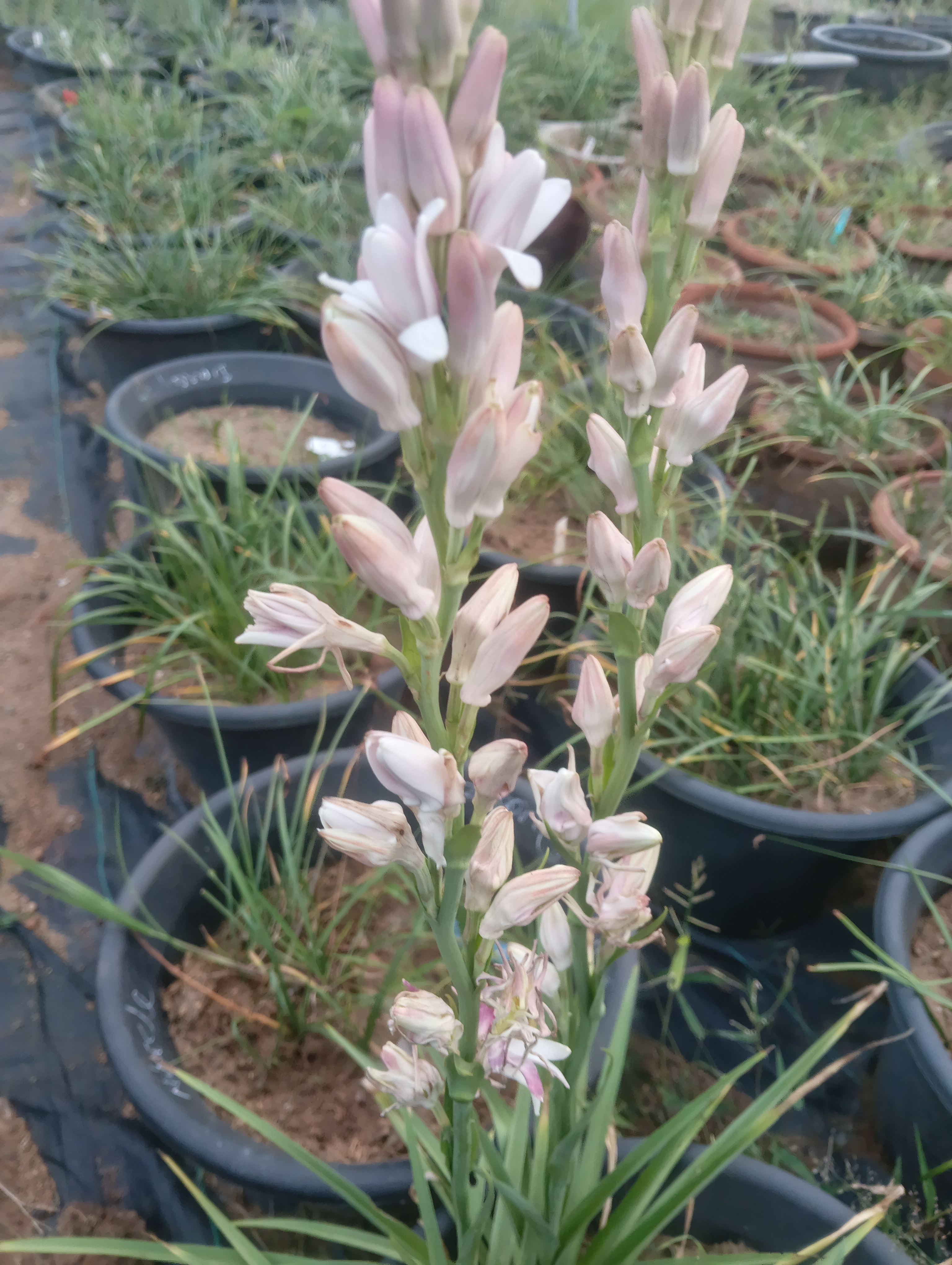 Tuberose
