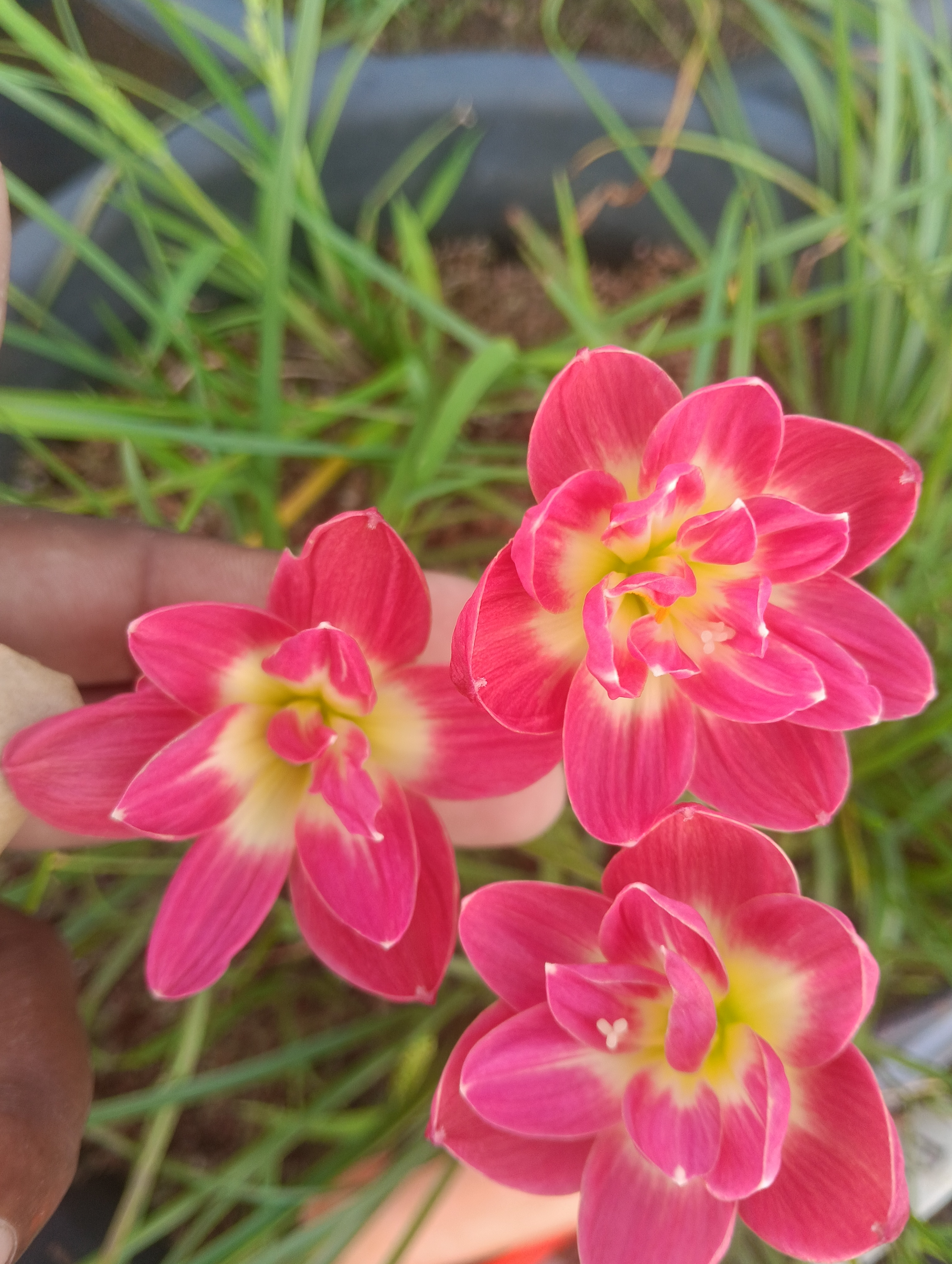 Pink wadee