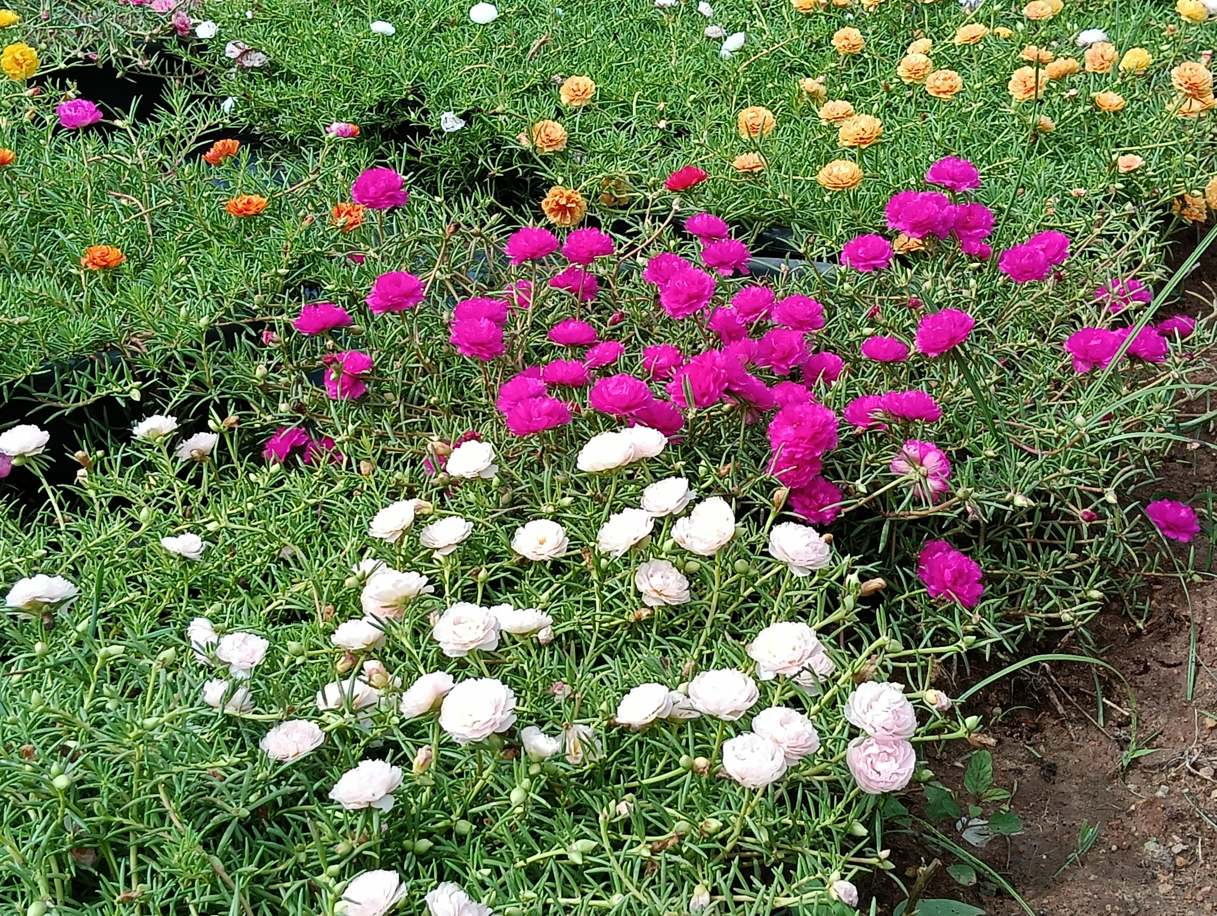 Portulaca