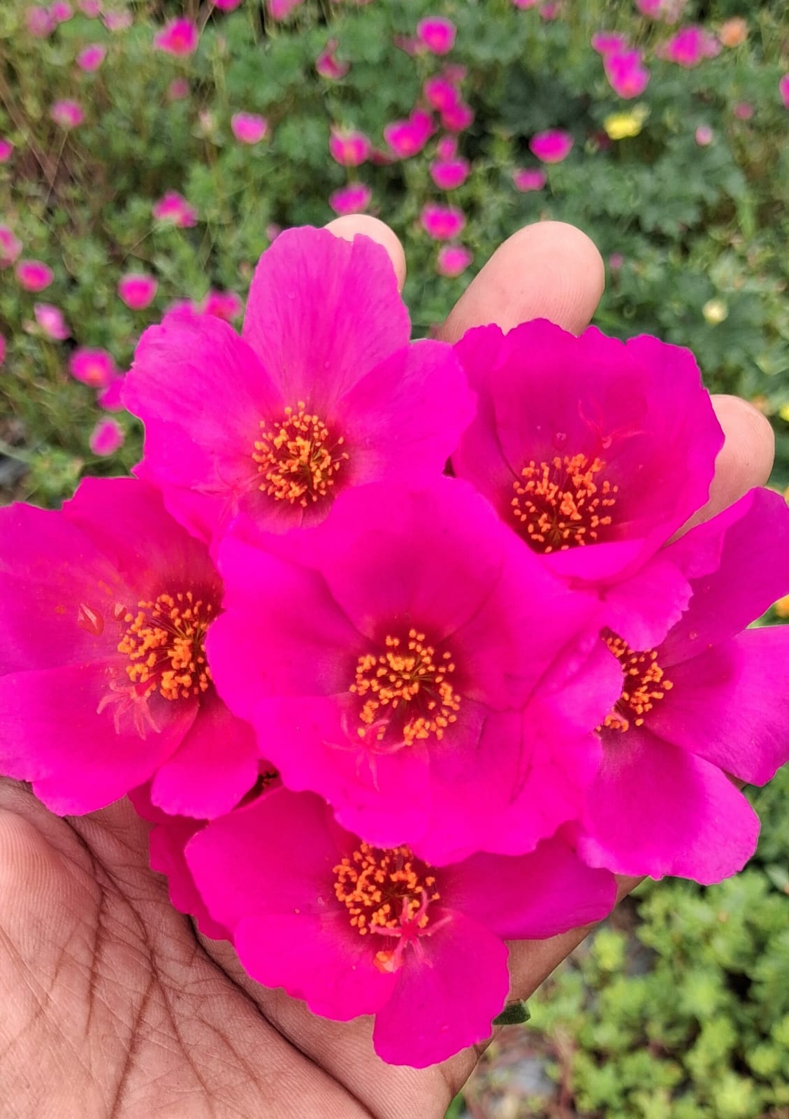 Purslane 1