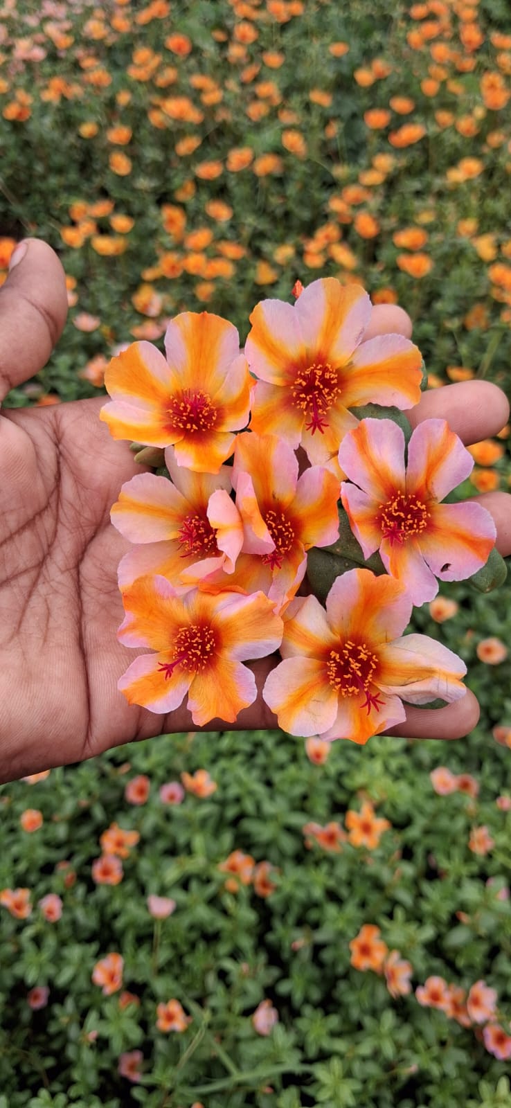 Purslane 10