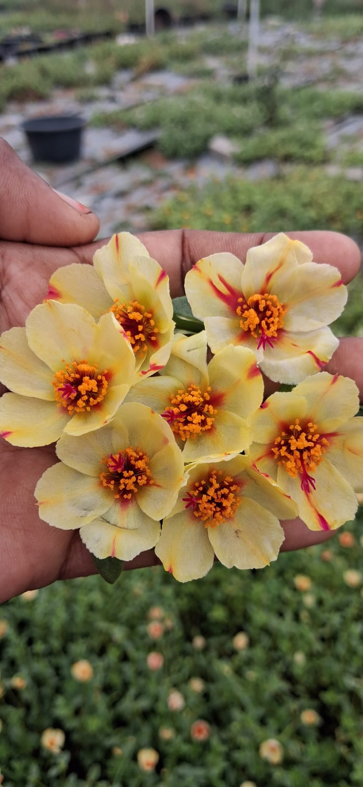 Purslane 11