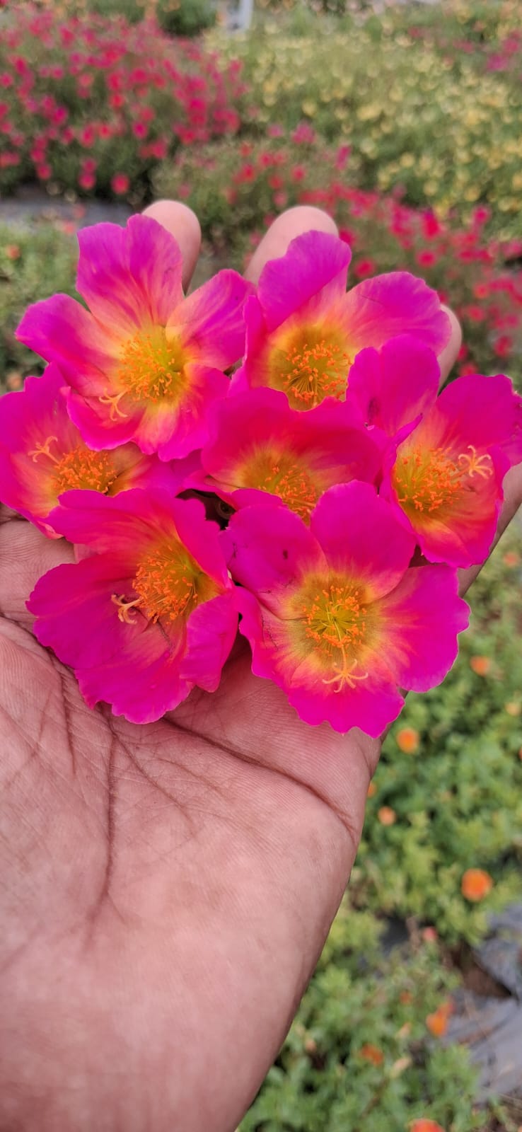Purslane 12