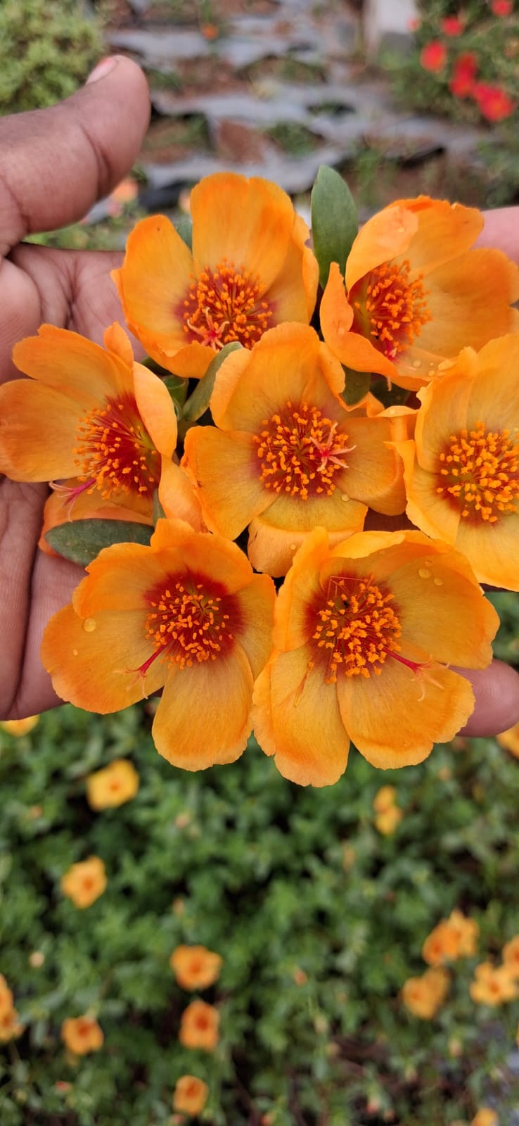 Purslane 13
