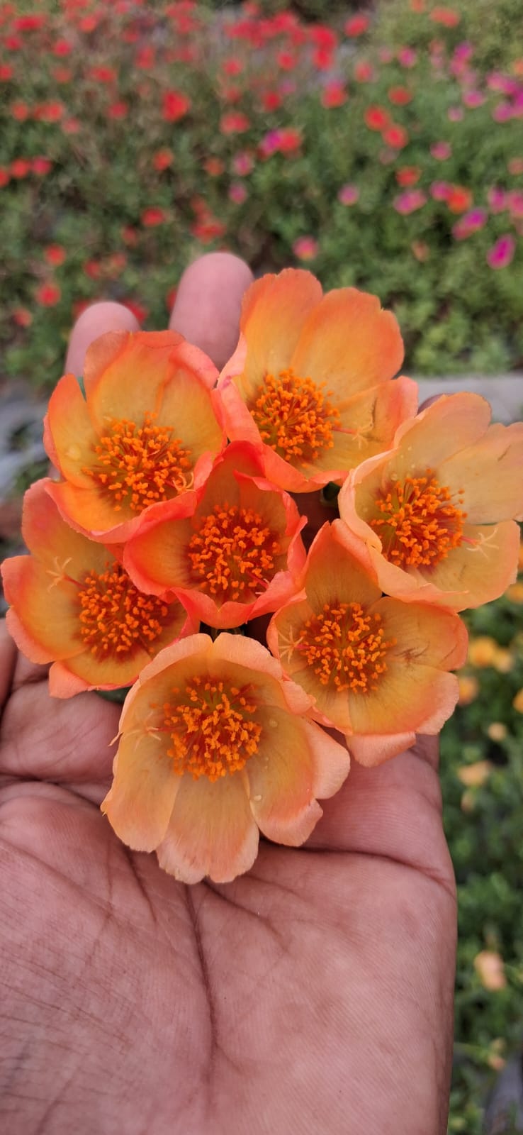 Purslane 14