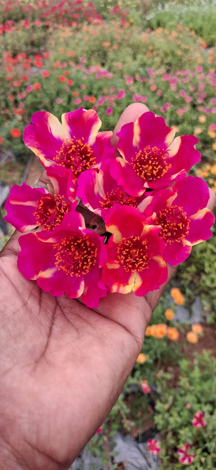Purslane 15