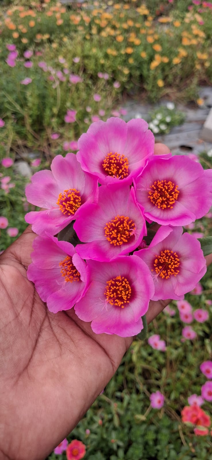 Purslane 16