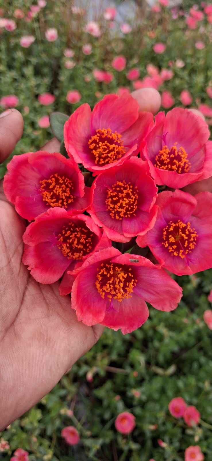 Purslane 17