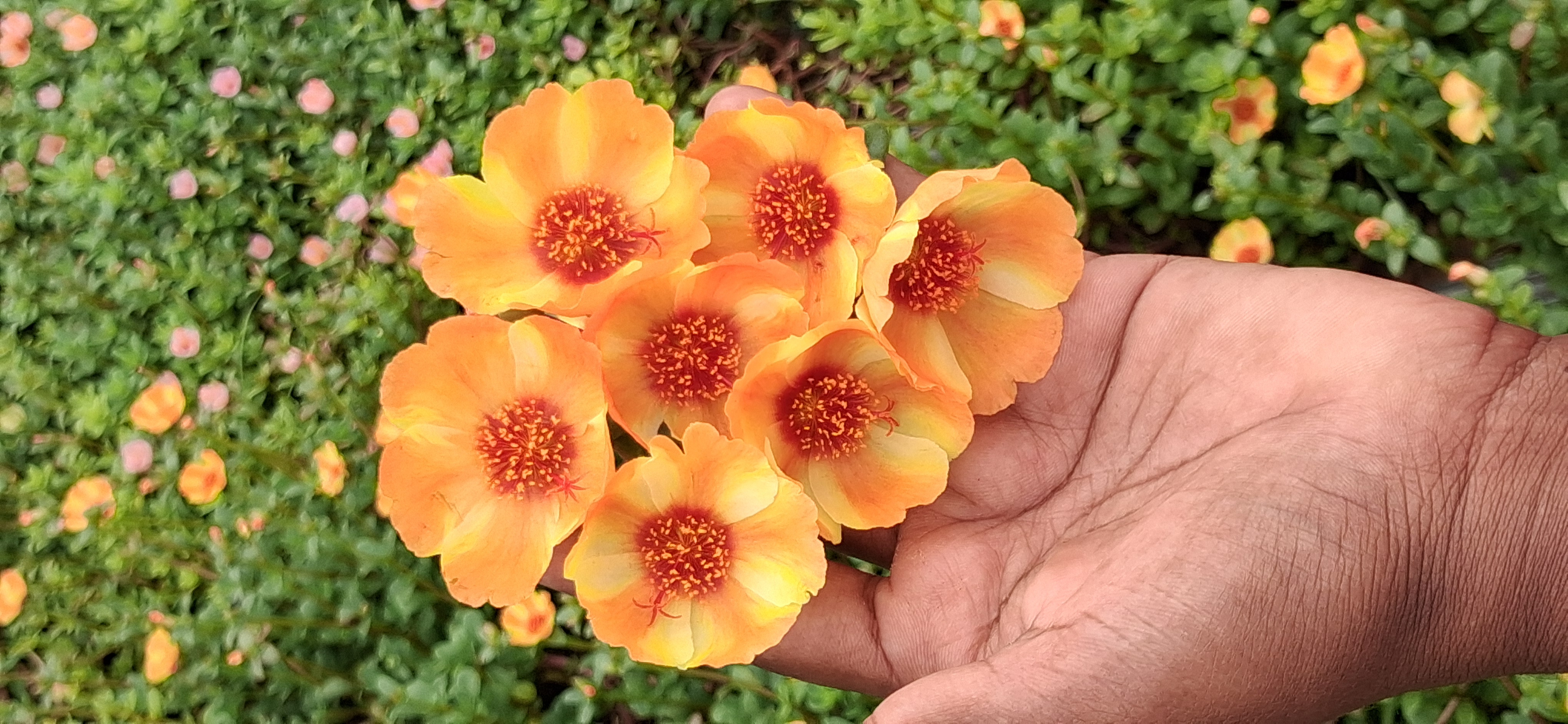 Purslane