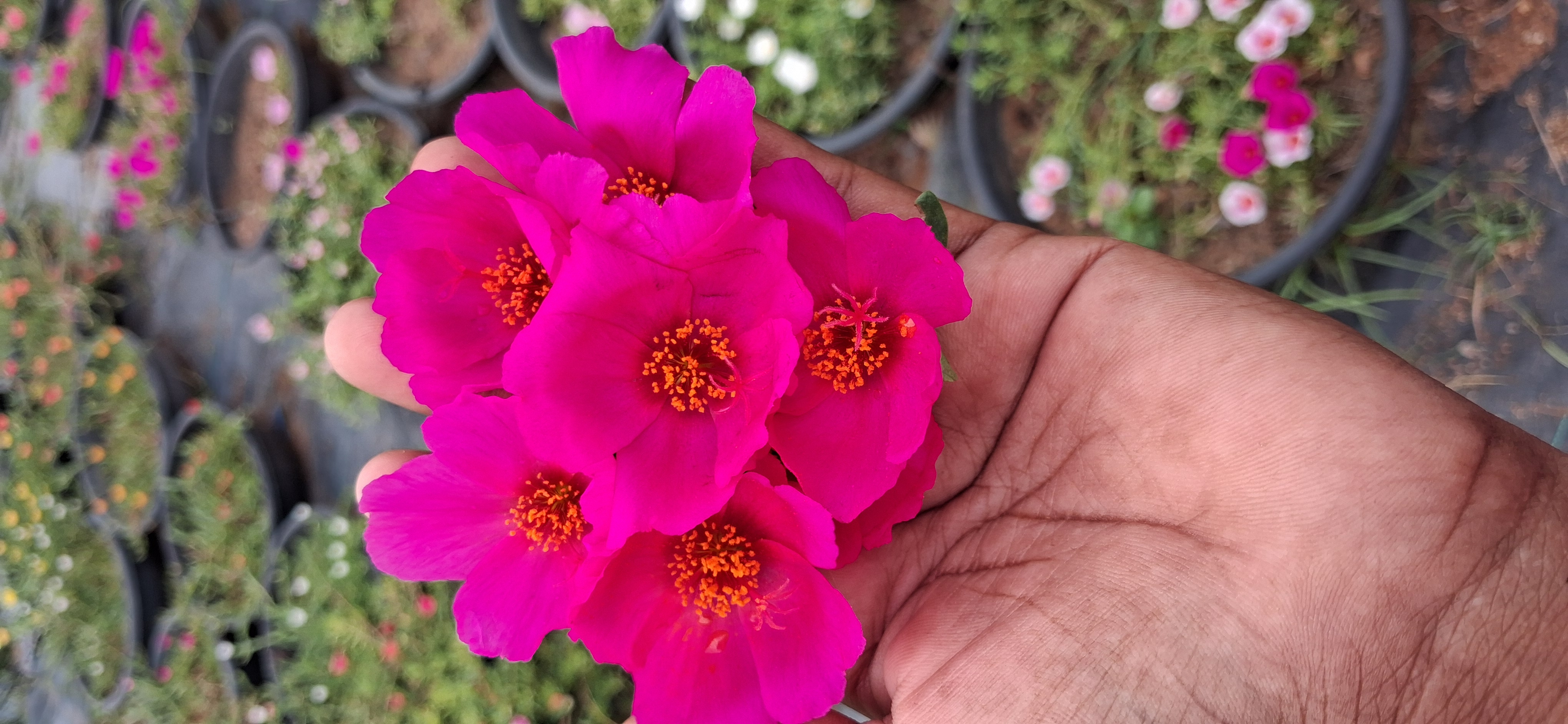 Purslane