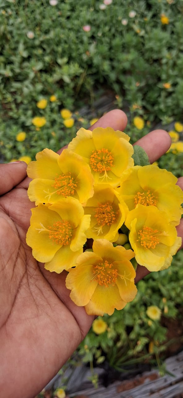 Purslane 18