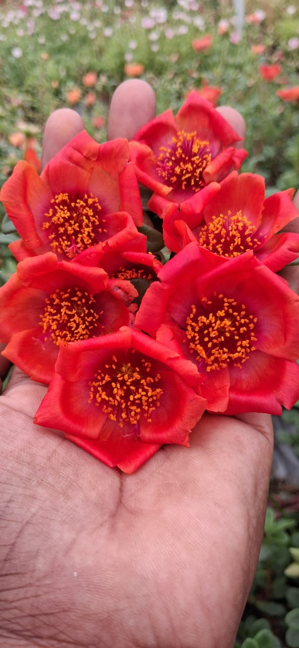 Purslane 19