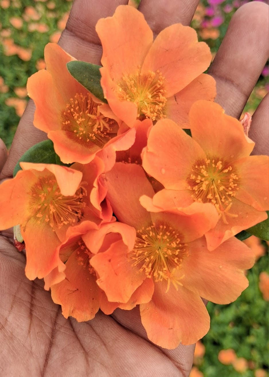 Purslane 2