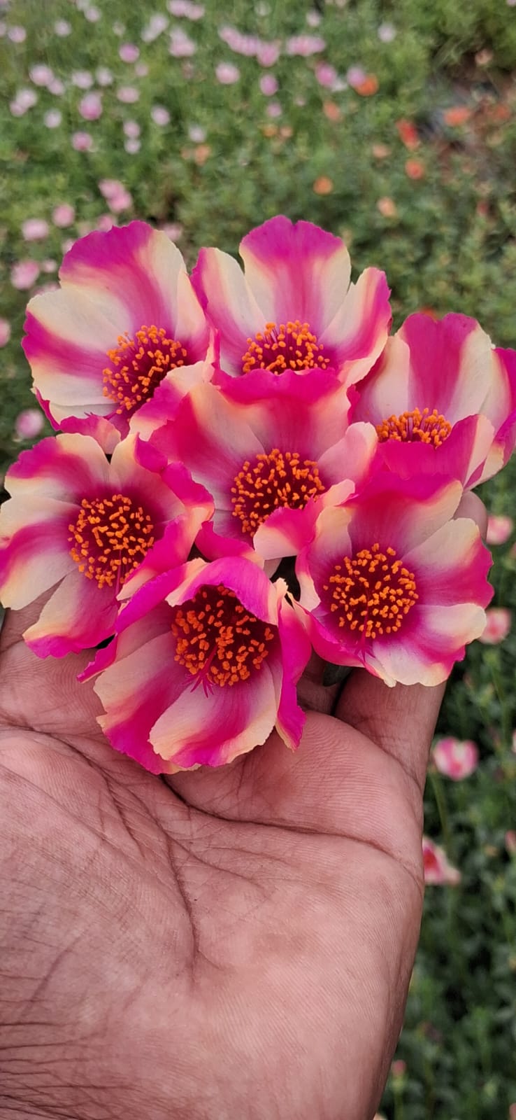 Purslane 20