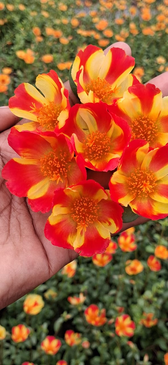 Purslane 21