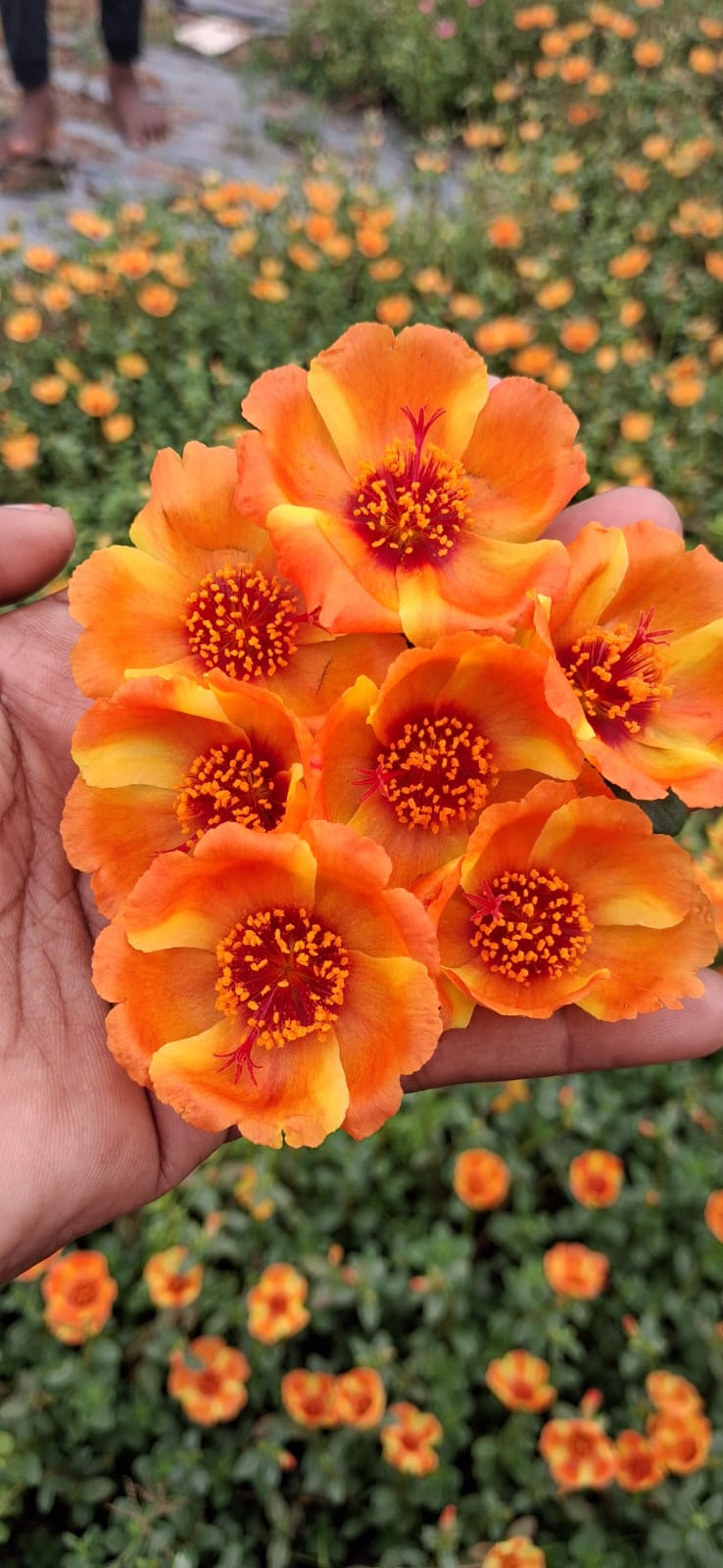Purslane 22