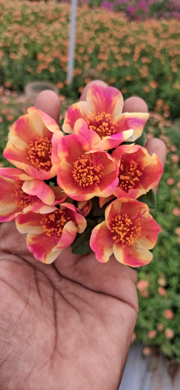 Purslane 3