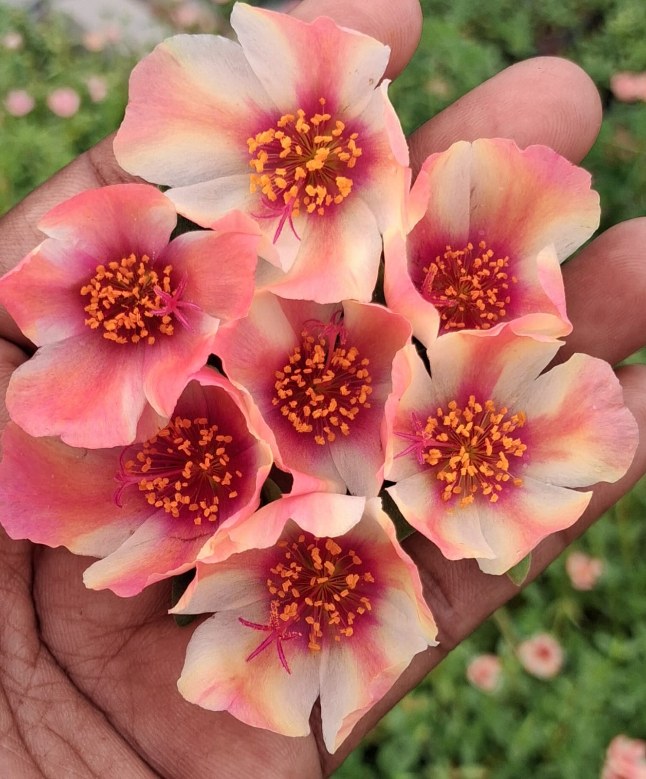 Purslane 4