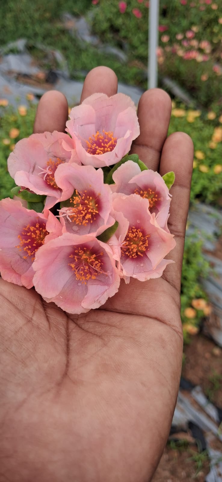 Purslane 5