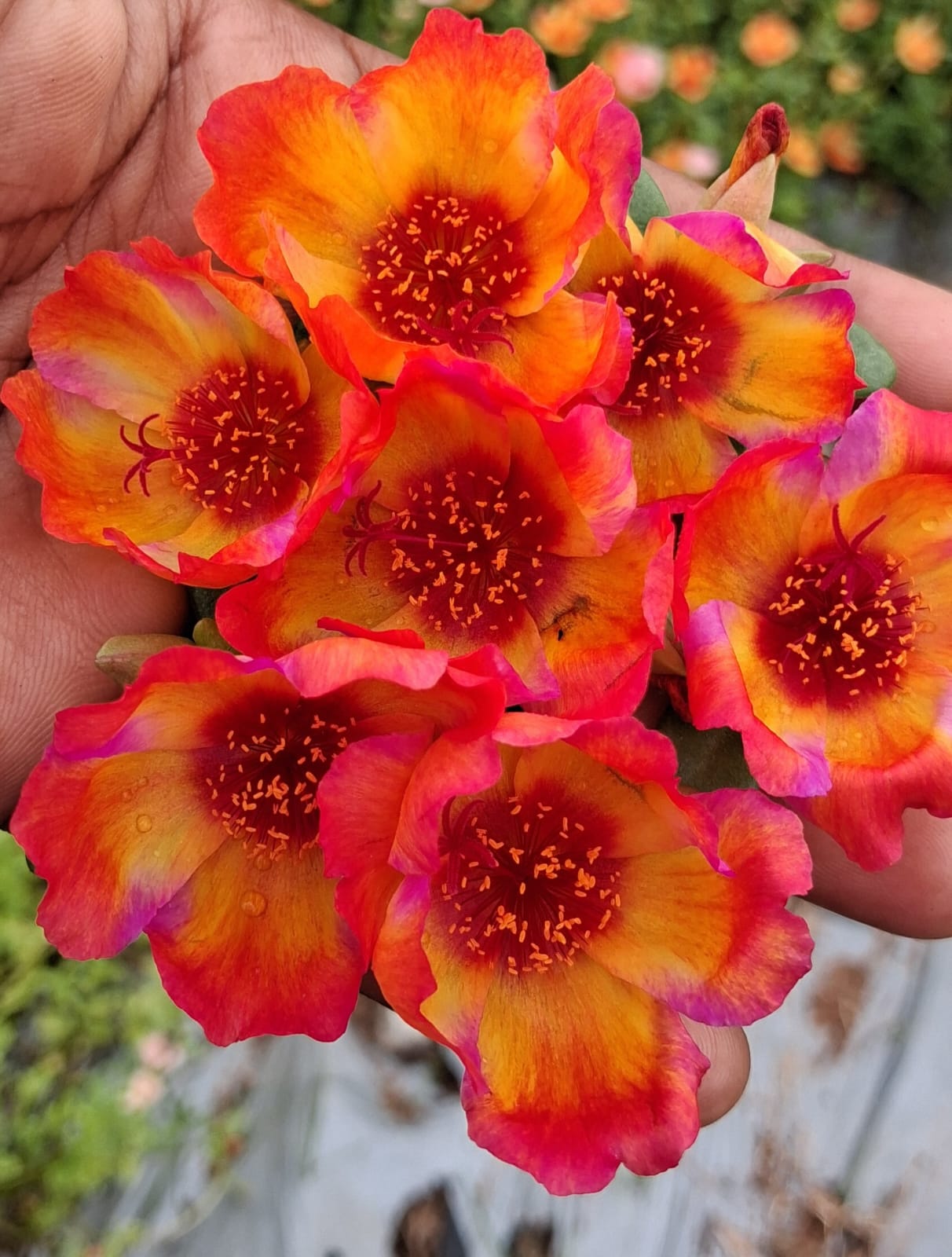 Purslane 6