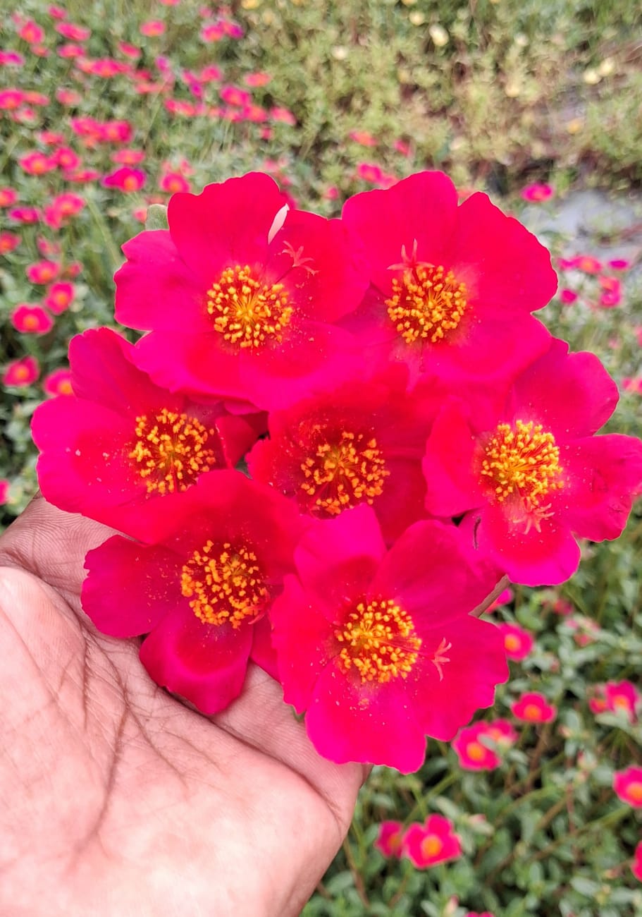 Purslane 7