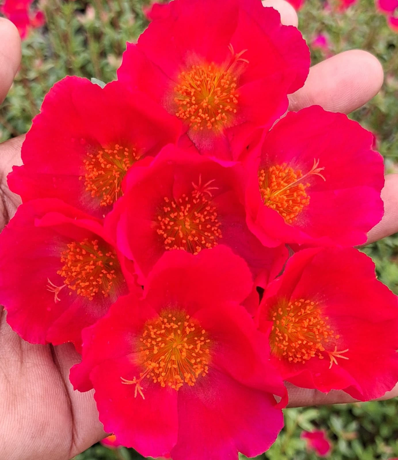 Purslane 8