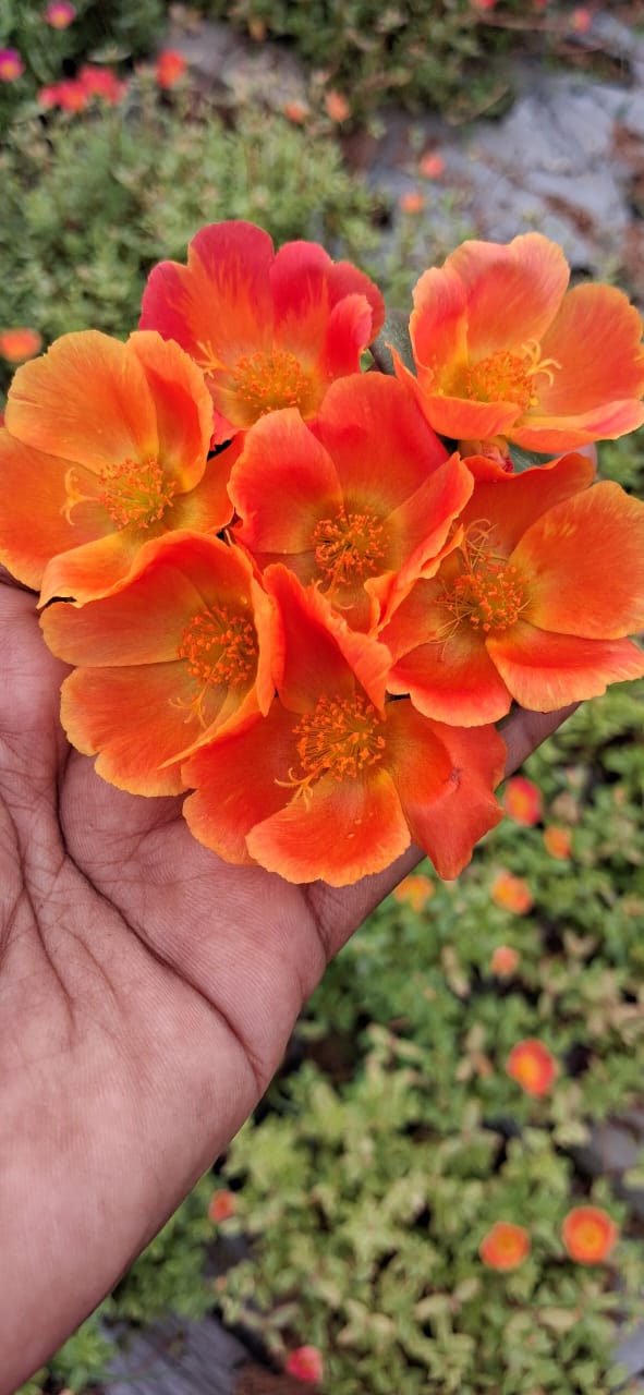 purslane 9